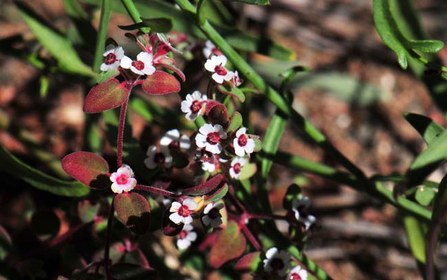 Chamaesyce melanadenia, Red-gland Sandmat